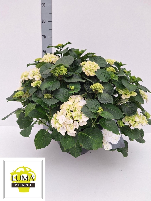 <h4>HYDR M CRYSTAL PALAC</h4>