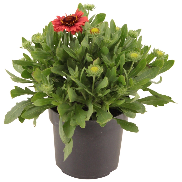<h4>Gaillardia Spin Top Red p17 (PT)</h4>