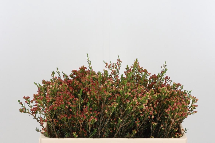 <h4>Chame Adi Bes</h4>