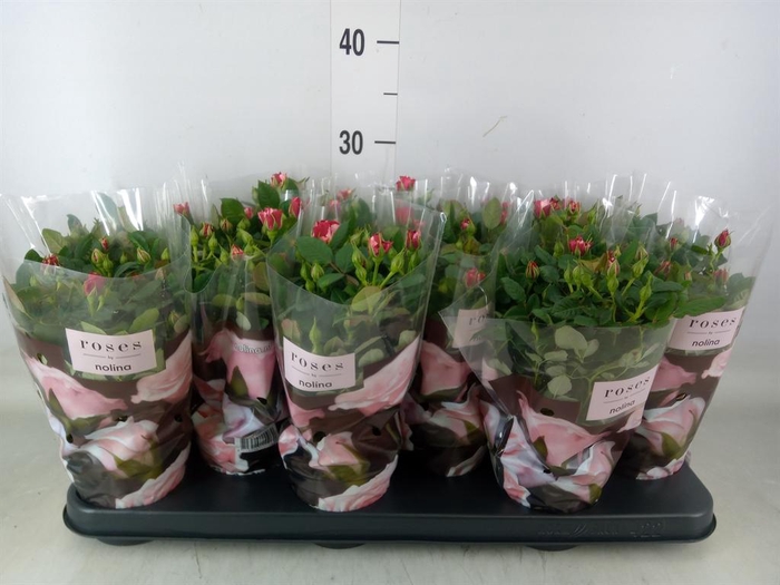 <h4>Rosa  'Gigi Parade'</h4>