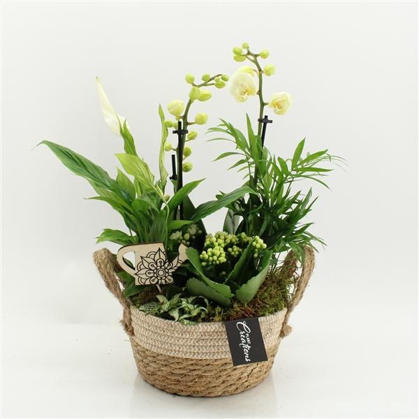 <h4>Arrangementen Phalaenopsis mt H%</h4>