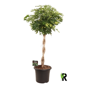 Schefflera arb. Gold Capella gevlochten stam