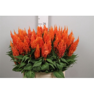 Cel P Apricot Brandy