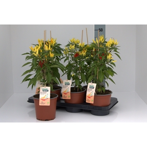 PEPER PLANTEN