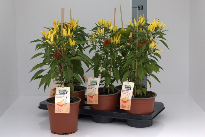 <h4>PEPER PLANTEN</h4>