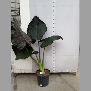 Alocasia  'Regal Shields'