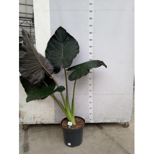 Alocasia  'Regal Shields'