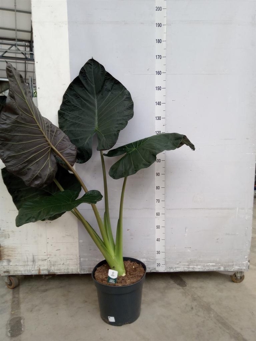 <h4>Alocasia 'Regal Shields'</h4>