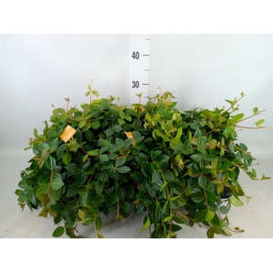 Peperomia  'Rocca Scuro'