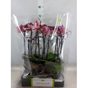 Phalaenopsis   ...rose