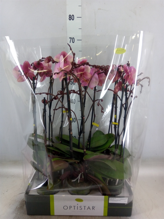 <h4>Phalaenopsis   ...rose</h4>