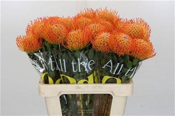 <h4>Leucospermum Ayoba Sun</h4>