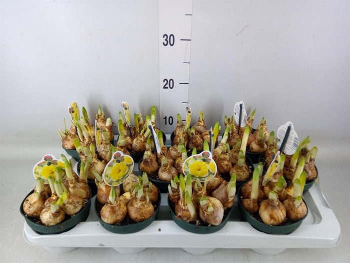 <h4>Narcissus   ...</h4>