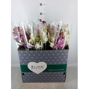 Phalaenopsis   ...mix