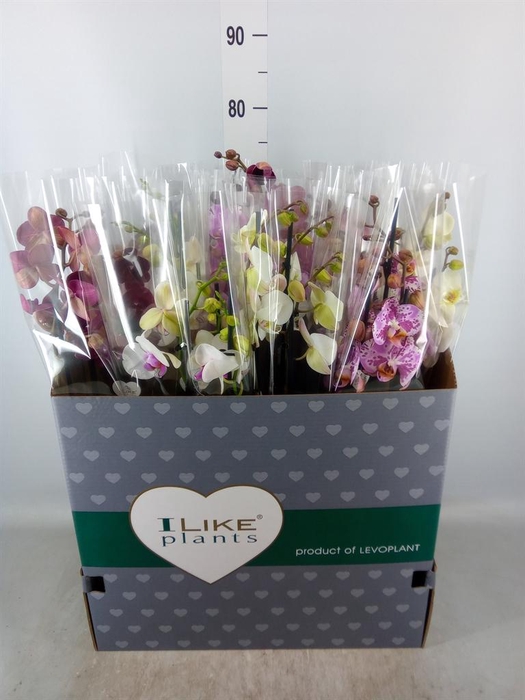 <h4>Phalaenopsis ...mix</h4>