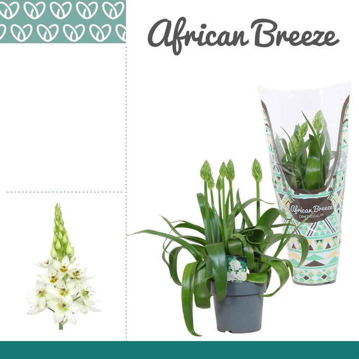 <h4>Ornithogalum Thyrsoides Wit 3pp</h4>