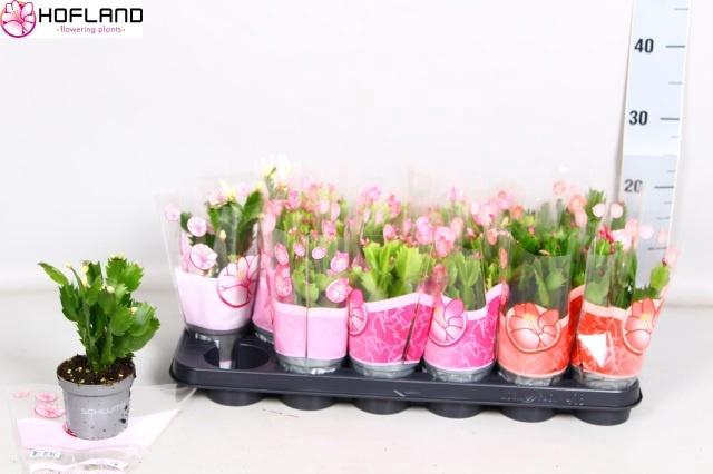 <h4>SCHLUMB GEM 3 KL</h4>