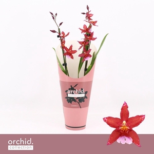 Cambria, Crimson Star 2-spike 'Orchid Collection' Potcover