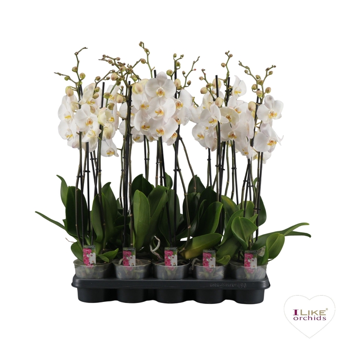 <h4>PHAL OV WIT</h4>