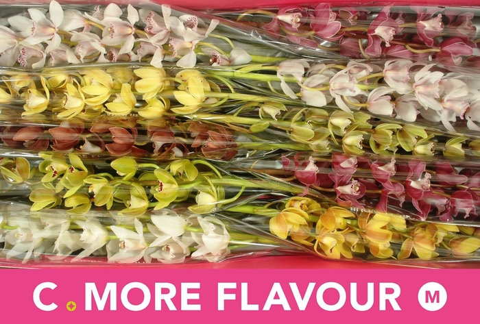 <h4>CYMB MI GEM</h4>