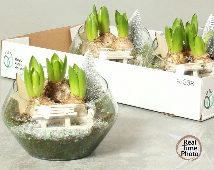 <h4>ARR HYACINTH</h4>