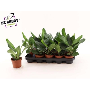 FICUS BENG AUDREY