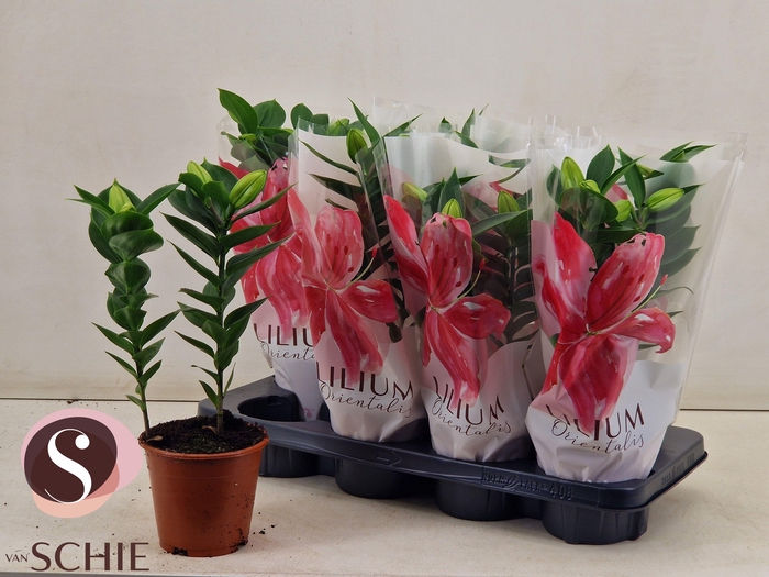 <h4>LIL OR SOUVENIR</h4>