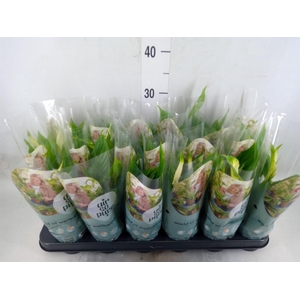 Spathiphyllum  'Chopin'