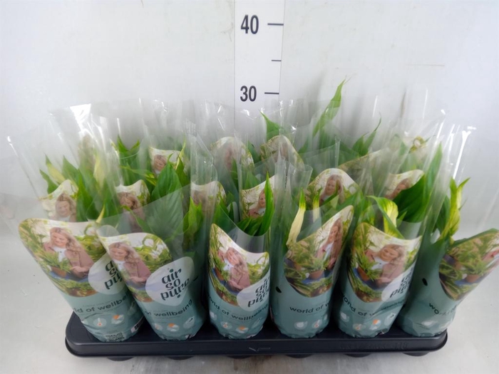 <h4>Spathiphyllum  'Chopin'</h4>