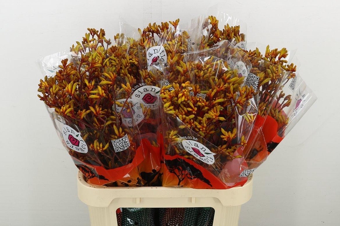 <h4>Anigoz Gold Fever</h4>