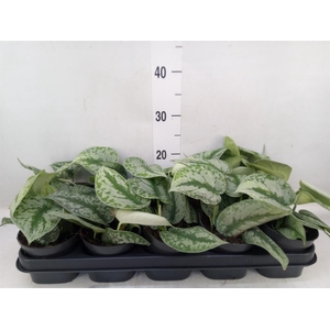 Scindapsus pictus 'Trebie'