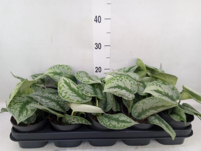 <h4>Scindapsus pictus 'Trebie'</h4>