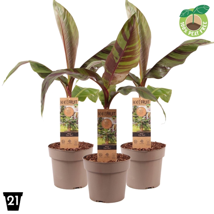 <h4>Musa sikkimensis Ever Red</h4>