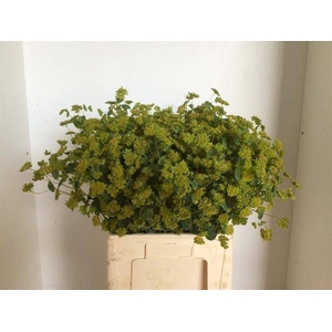Bupleurum Rotundifol