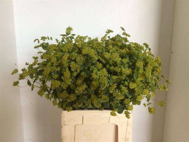 <h4>Bupleurum Rotundifol</h4>