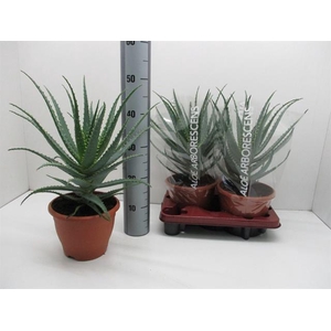 ALOE ARBORESCENS