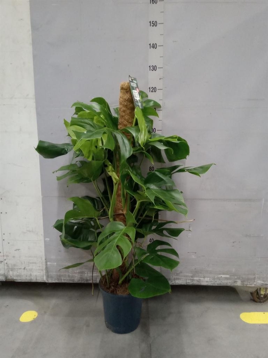 <h4>Monstera pertusum</h4>