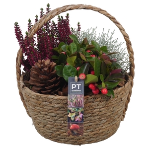 Arr.   Tuinplanten L%
