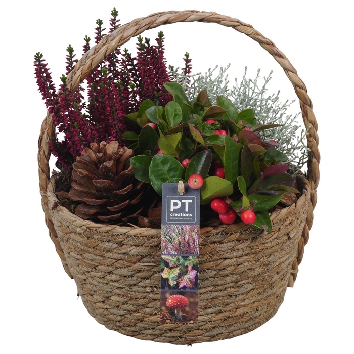 <h4>Arr.   Tuinplanten L%</h4>
