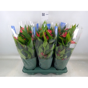 Anthurium andr. 'Mill Flowers Red'