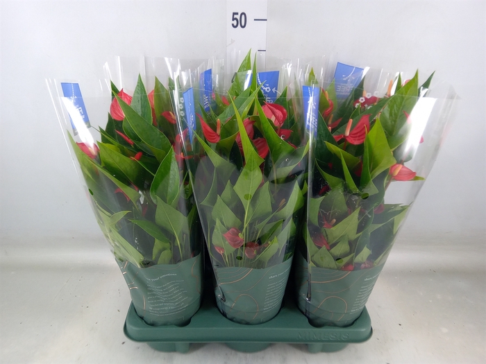 <h4>Anthurium andr. 'Mill Flowers Red'</h4>