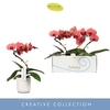 Phalaenopsis overig oranje (meerder