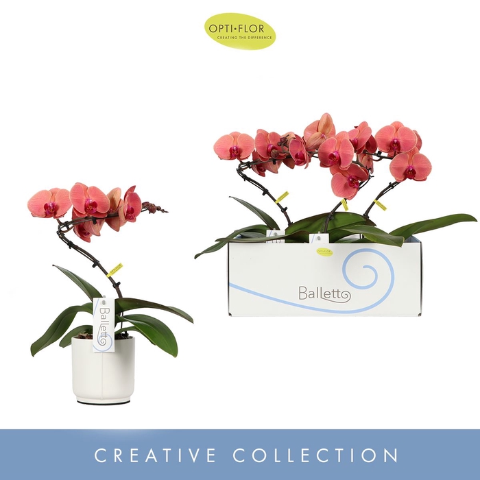Phalaenopsis overig oranje (meerder