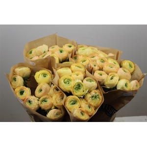 Ran Cloni Ex Touareg Pastel