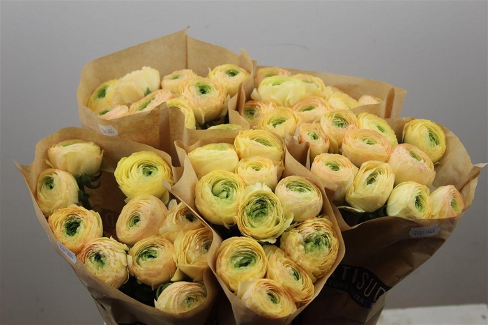 <h4>Ran Cloni Ex Touareg Pastel</h4>