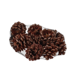 Nature Pinus Pinea Natural P/12