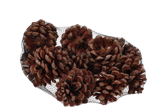 Nature Pinus Pinea Natural P/12