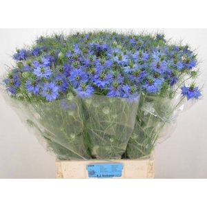NIGE D DEEP SEA BLUE