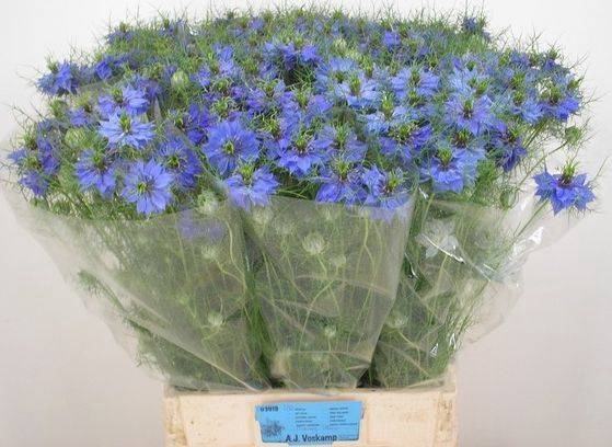 <h4>NIGE D DEEP SEA BLUE</h4>