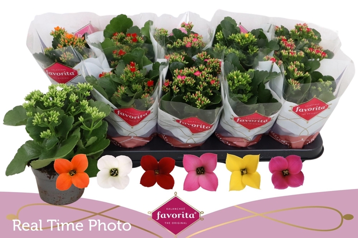 arr8 Kal En Gem 6 Kl